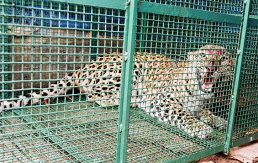 Leopardess trapped in Udupi 